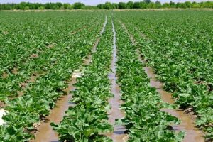 کشت چغندر_فارمرآنلاین