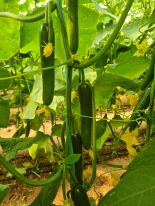 بذر خیر گلخانه ای کشیده بارمکس 505