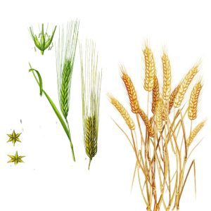 تقویم گندم وجو
