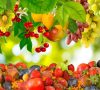 تقویم و برنامه غذایی درختان میوه