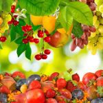 انوع درخت میوه
