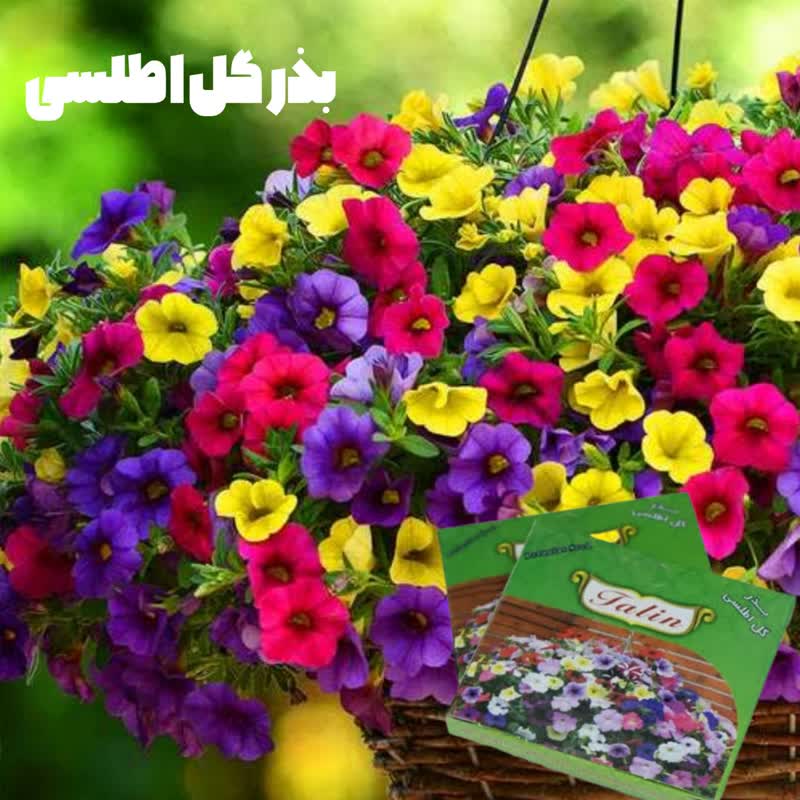 بذرگل اطلسی
