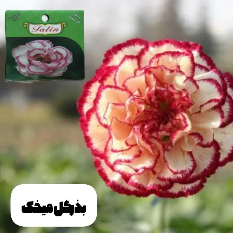 بذرگل میخک