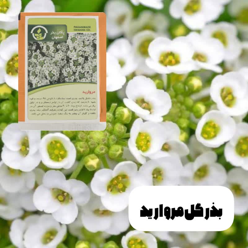 بذرگل مروارید پاکان بذر اضفهان