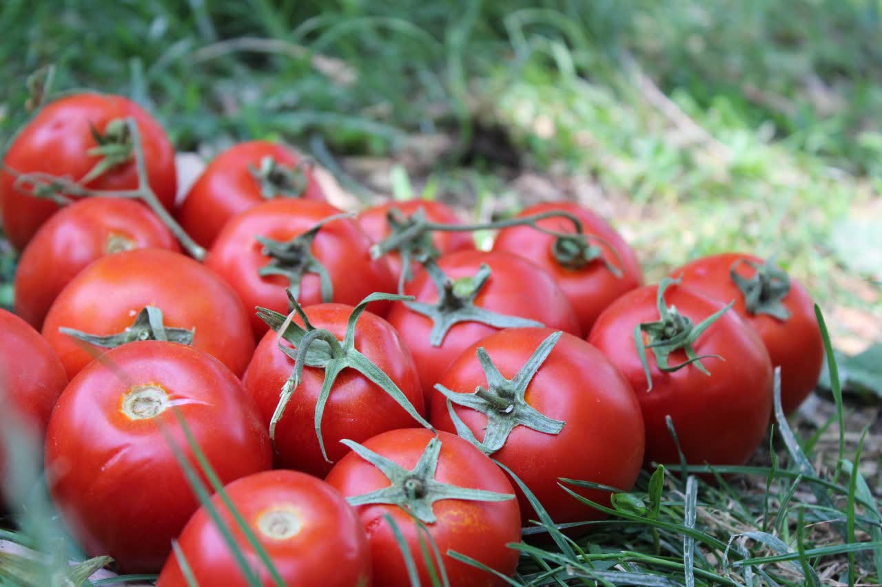 بذر گوجه تاماکس| 5000 عددی 2 بذر گوجه تاماکس| 5000 عددی - Image 2