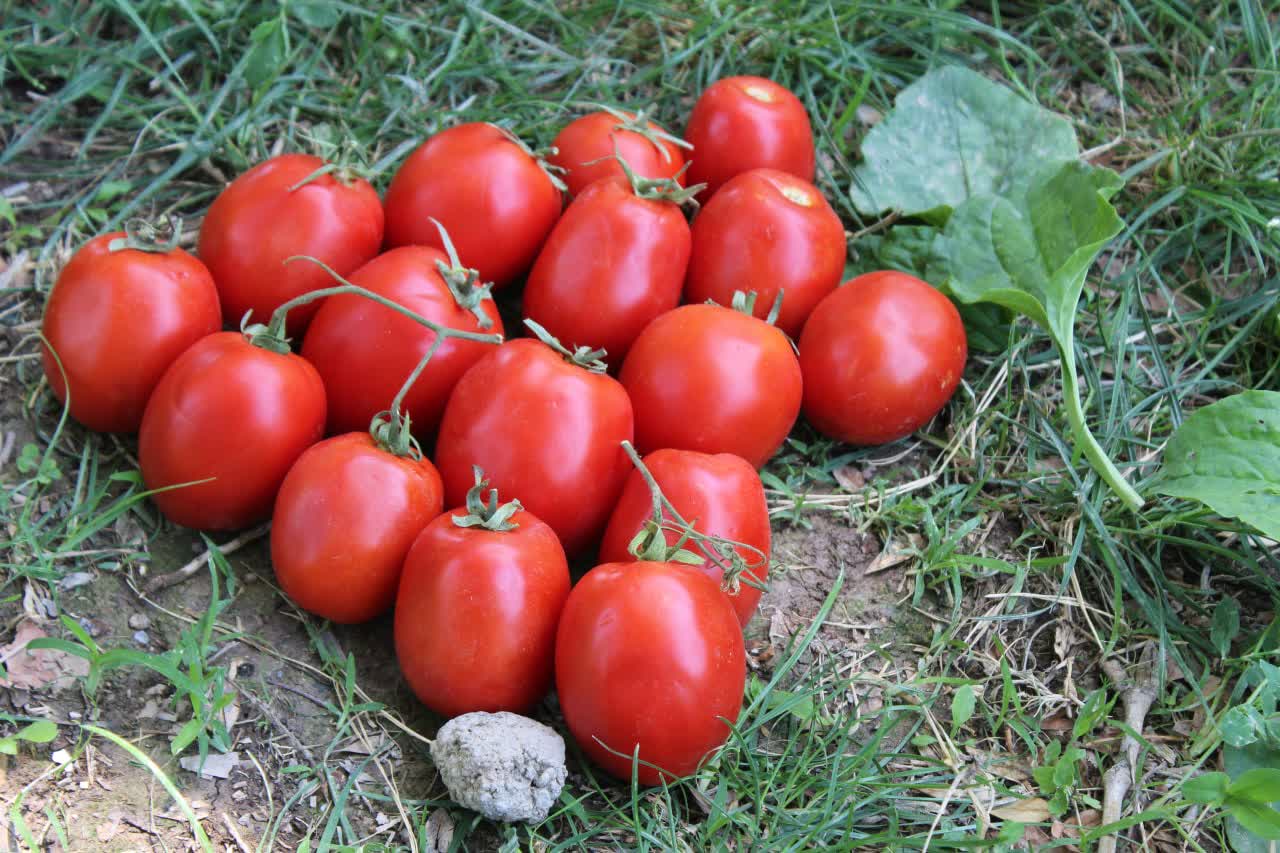 بذر گوجه تاماکس| 5000 عددی 3 گوجه تاماکس