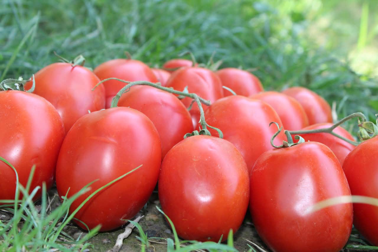 بذر گوجه تاماکس| 5000 عددی 4 بذر گوجه تاماکس| 5000 عددی - Image 4